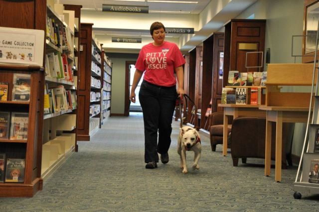 Wandering the library, looking for patrons who needed some pit bull love!
