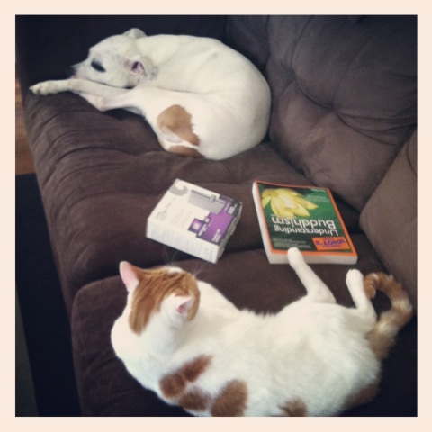 Lounging together on a lazy Sunday afternoon.
